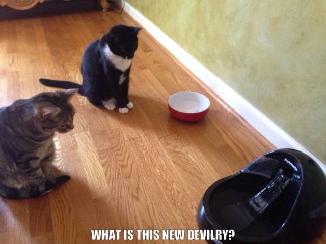 We got a new water bowl for our cats that has constant flowing water. They sat like this for over an hour.
