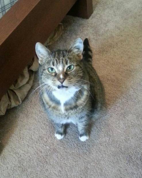 My cat looks like she's so sick of my sh*t after her tooth surgery