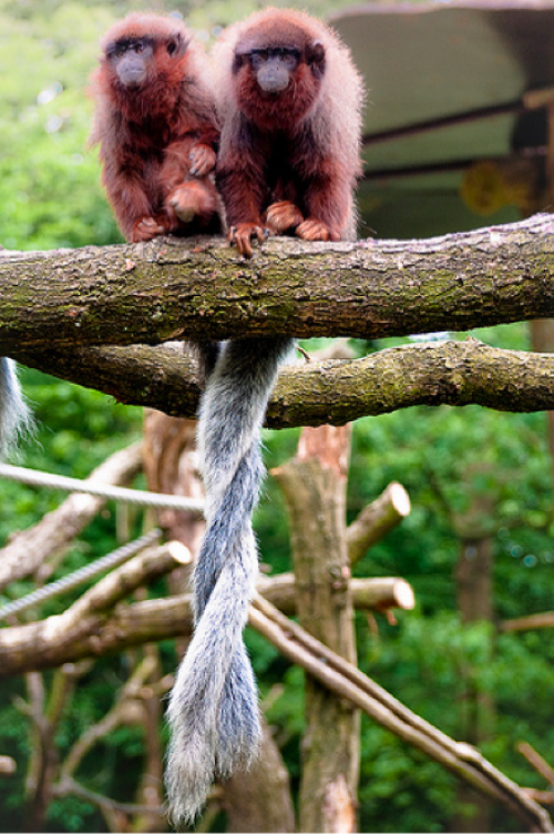 Titi monkeys! They mate for life and sit with their tails entwined.