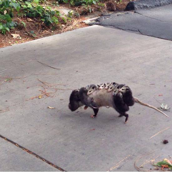 So a family of possums walked out in front of me...