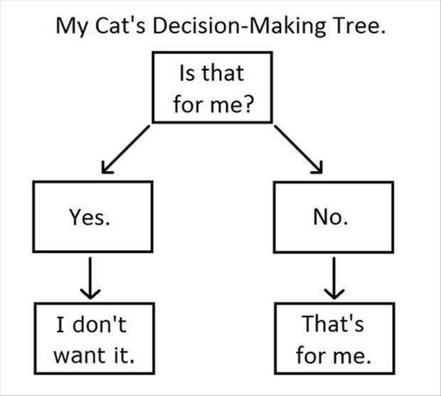 The cat decision-making tree