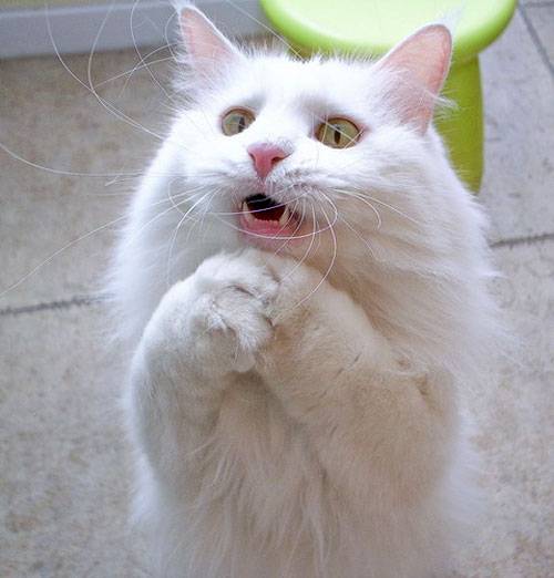 My cats face, everytime I get cheese from the fridge.