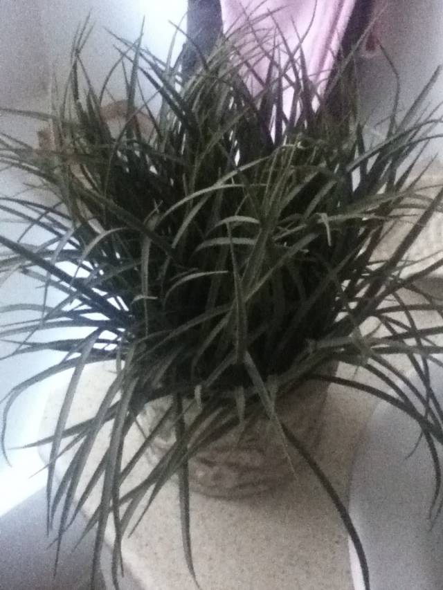 I've been watering this for 6 years. My mum just told me its plastic. sh*t.