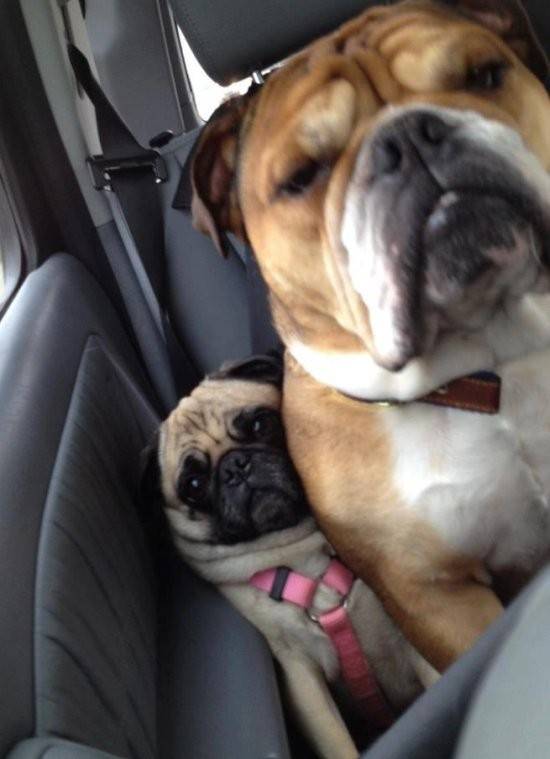 What it's like being the small person in a packed car