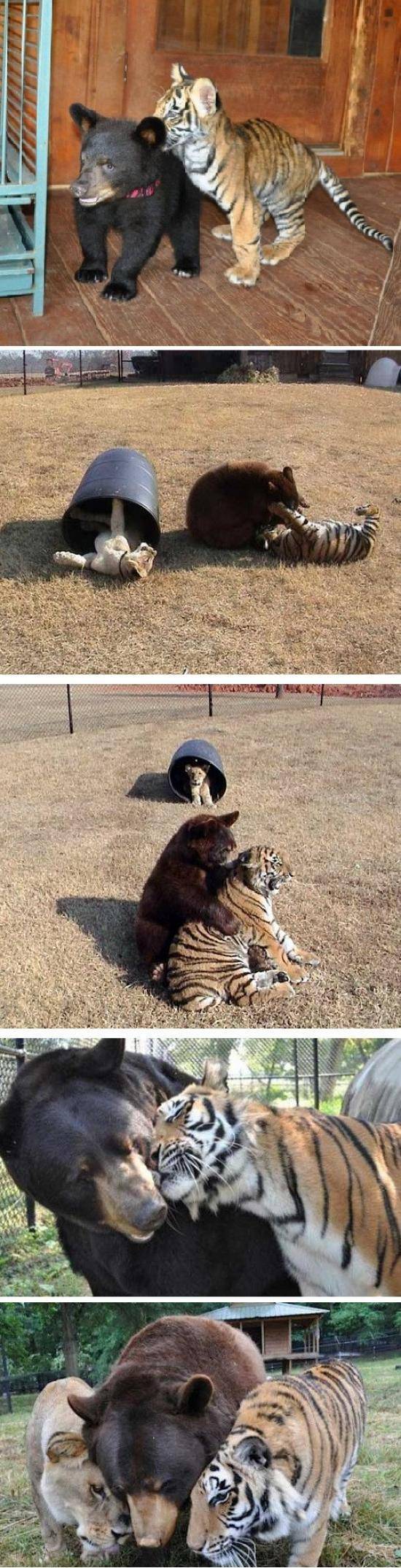 Lion, tiger and bear raised together after rescue from drug dealer
