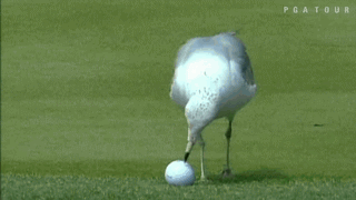f*ck your golf