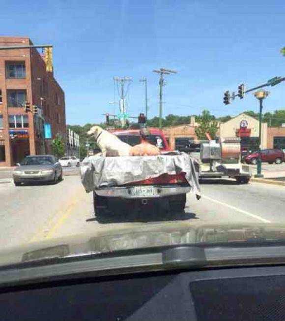 So my girlfriend was driving behind this guy washing his dog in a pickup truck.