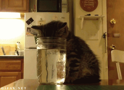 kitten falls asleep while drinking