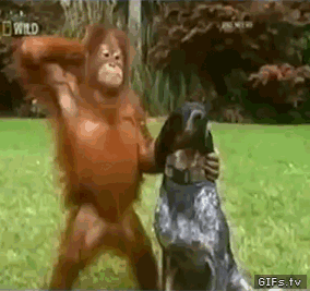 This just became my favourite .gif