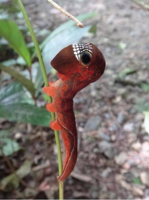 Big Headed Caterpillar of Phyllodes imperialis. Found in Australia.