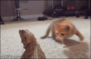What kind of beast are you?