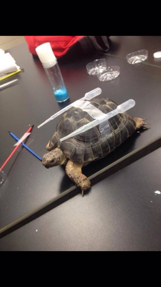 Class Turtle has evolved into Blastoise!