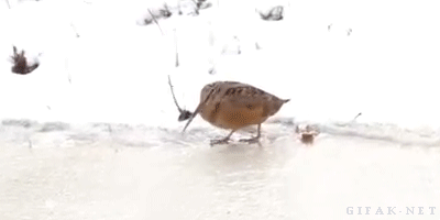 American Woodcock struttin his fine badonk