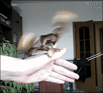 The Atlas Moth