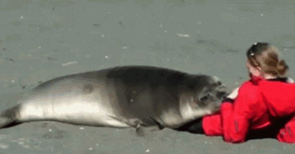 Sun, Sand and Seal