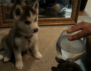 Confused Husky Pup