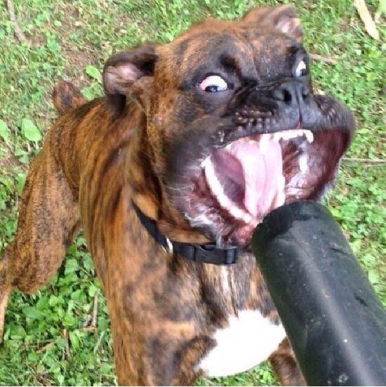 My friend’s dog had a battle with a leaf blower.