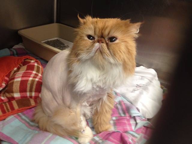 My cat was shaved for surgery and has been staring at me like this ever since...