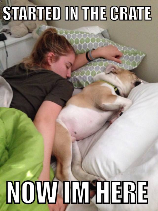 We promised ourselves we wouldn't allow him in the bed.