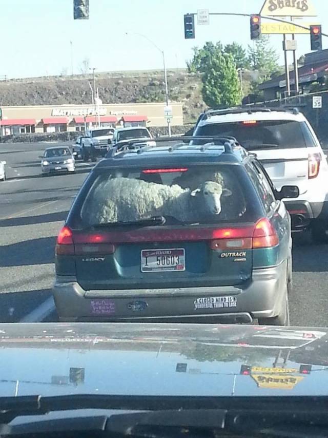 You know you're in Idaho when...