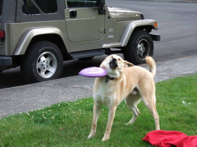 This dog. This face.