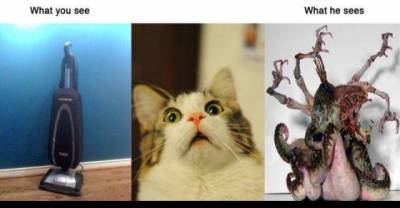 Animal Reality vs. Human Reality 