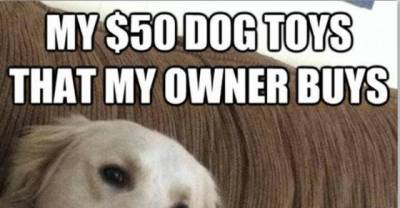 Important Facts Dog Lovers Must Never Forget