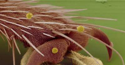 See These Everyday Things At A Microscopic Level, Things Are Strange Under Microscope...