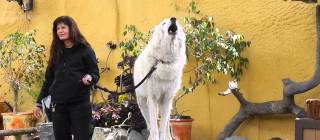 Wolves are huge