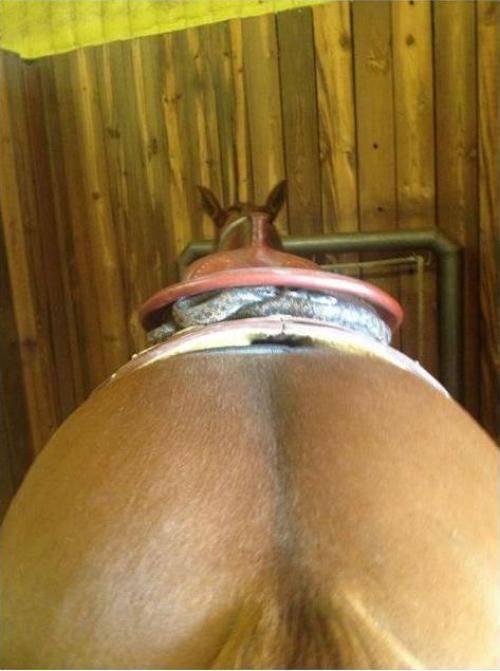 Found this hitchhiker on their saddle. Luckily they saw it before they went for a ride!