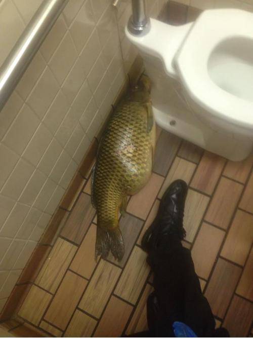 Found this while working at McDonalds today.......