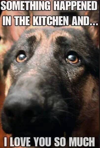 I usually get greeted with this when I come home from work.