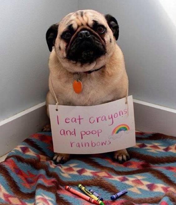 My kids crayons have been going missing lately. I finally found the culprit