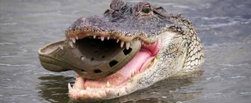 Cannibalism