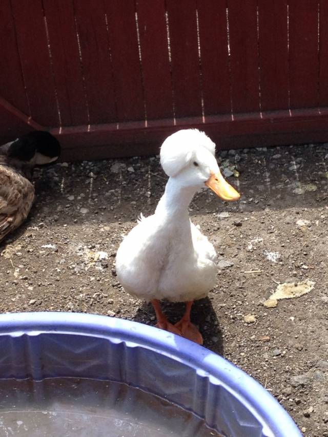This goose has George Washingtons haircut
