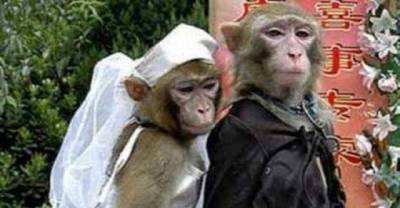 These funny animals