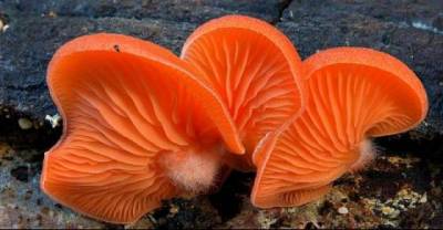 Mushroom's World Is Magical..