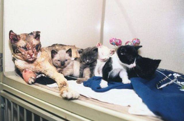 Mother cat walks through flames five times to rescue kittens