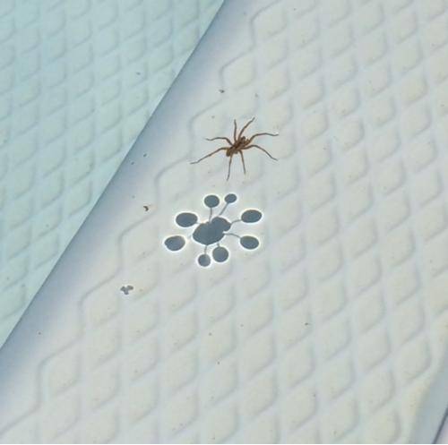 Spider floating on water made a unique shadow