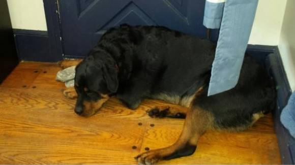 My husbands dog, Danzig. He lays with and carries around his hat since he left for Afghanistan.
