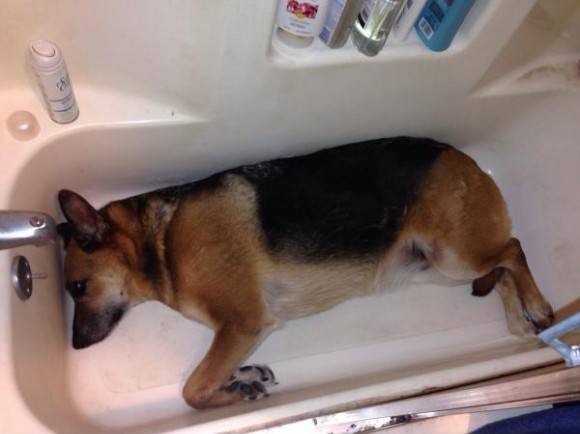 Everytime I want to shower, he pretends I’m not standing there looking at him...
