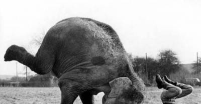 16 Animals Who Do Yoga Better Than You