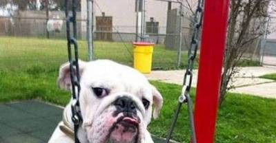 Animals Look Funny When They Act Like Humans... Lol