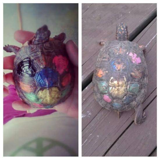 My friends painted a turtle and set it free almost two years ago. Today he came back to them for a visit.