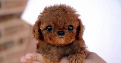These Cute and Adorable Baby Animals That Will Make You Want to Cuddle and Love Them