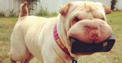 Funny Animals...