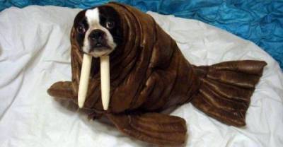Funny animals &raquo; These Funny Animals