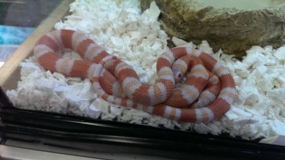The reptile shop near my house has a 2 headed snake on sale for $50,000