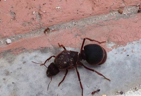 A flood brought in this new species of Ant to my neighborhood. Size comparison between regular ant.