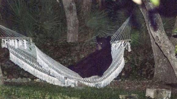 A black bear was found lounging in a hammock in Daytona Beach